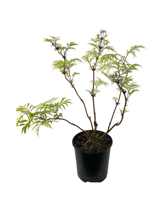 Sambucus nigra 'Welsh Gold' 2 Gallon