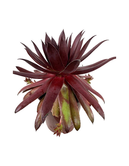 Sempervivum 'Chick Charm Autumn Apple' Quart