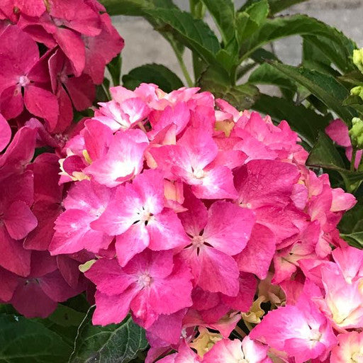 Hydrangea macrophylla 'Pia' 1 Gallon