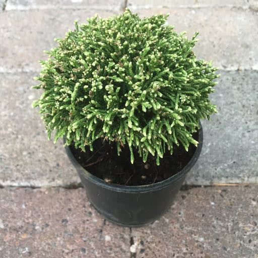 Cham. pisifera 'White Pygmy'- 4 inch