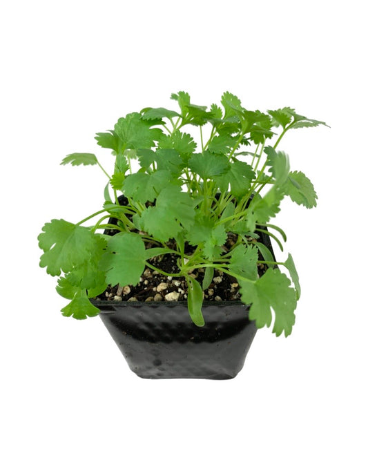 Cilantro Organic 4 Inch