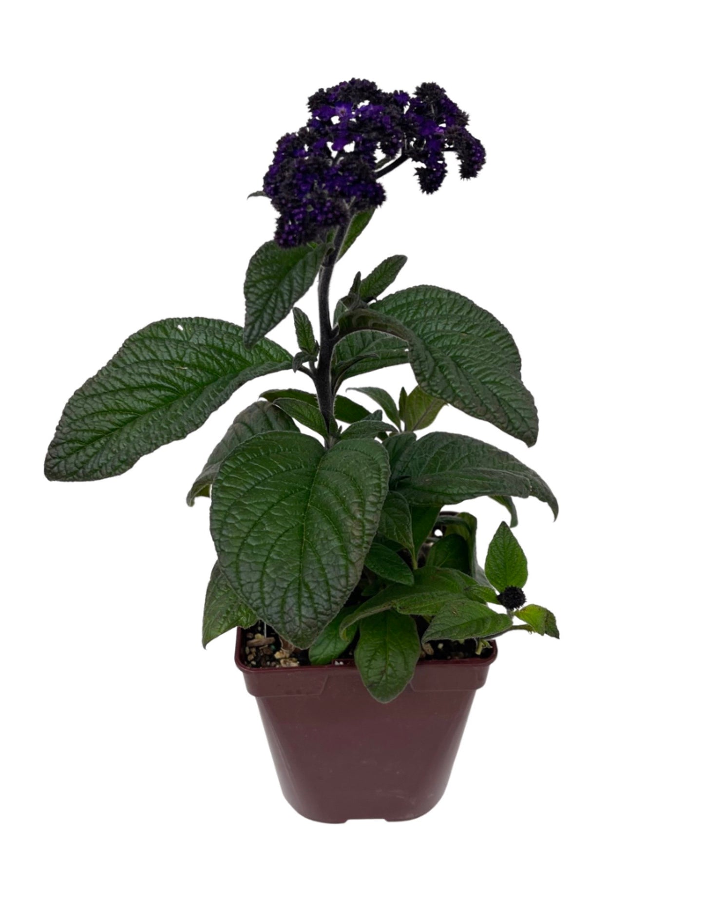 Heliotrope 'Fragrant Delight'