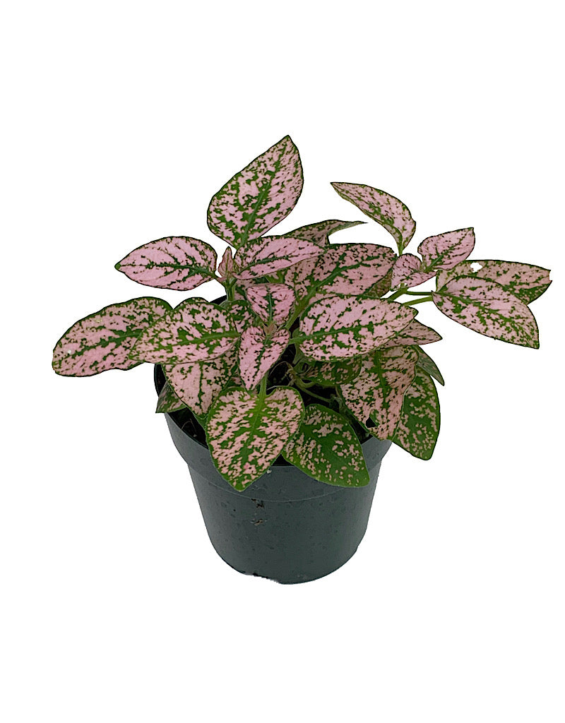 Hypoestes phyllostachya 'Pink' 2 Inch