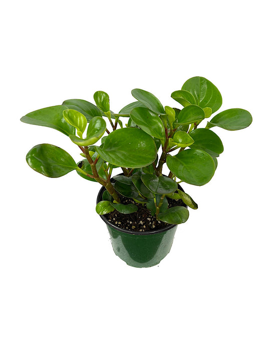 Peperomia Obtusfolia 6 Inch