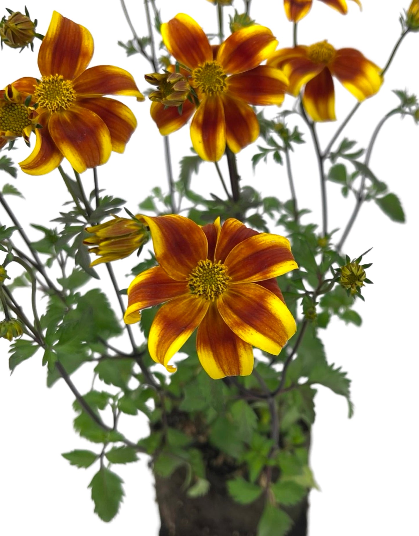 Bidens 'Bee Bold' 4 Inch