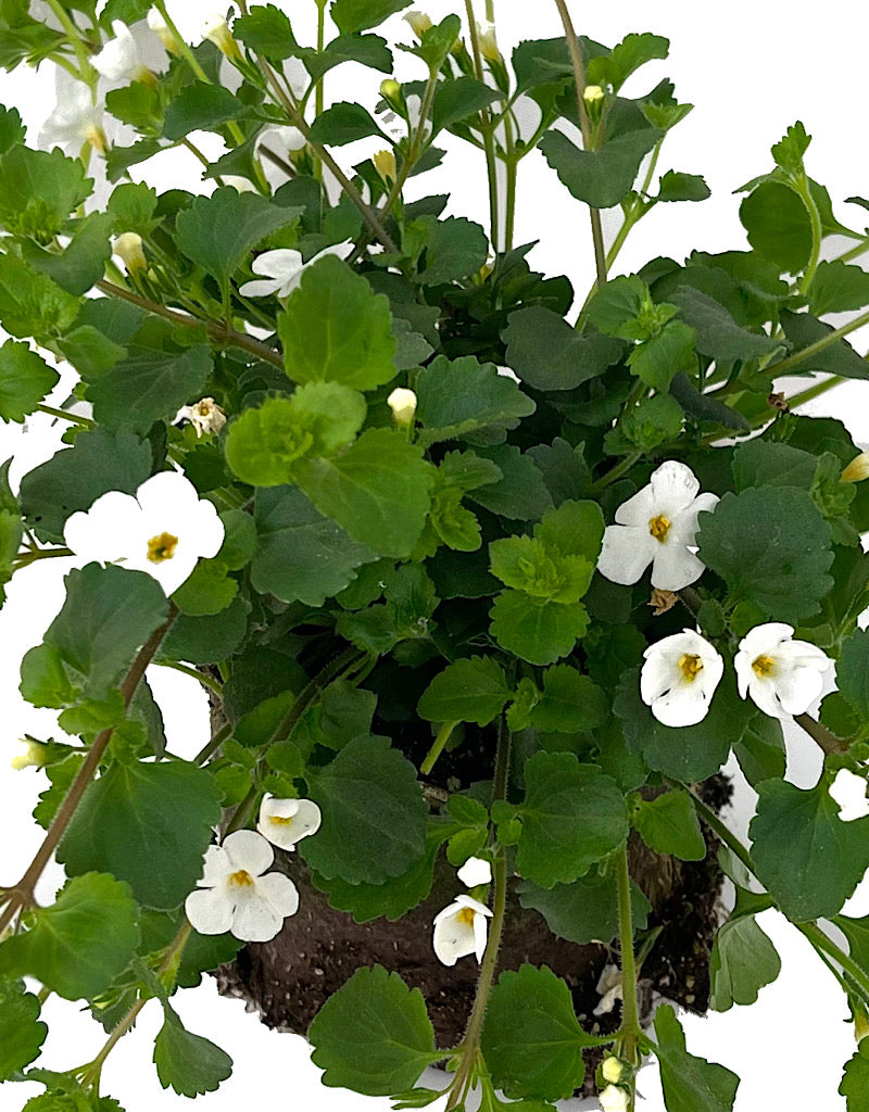 Bacopa 'Snowflake' 4 Inch