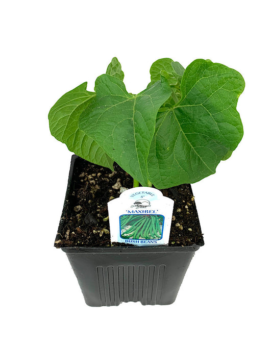 Bush Bean 'French Filet'  4 inch