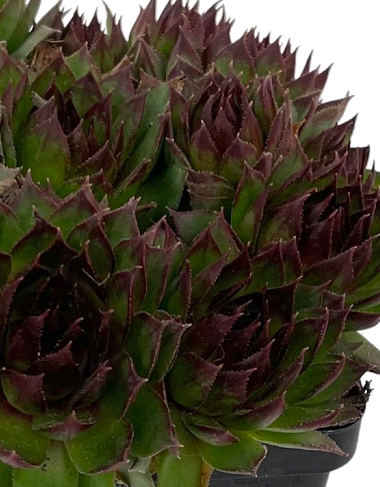 Sempervivum 'Sunset' 4 Inch