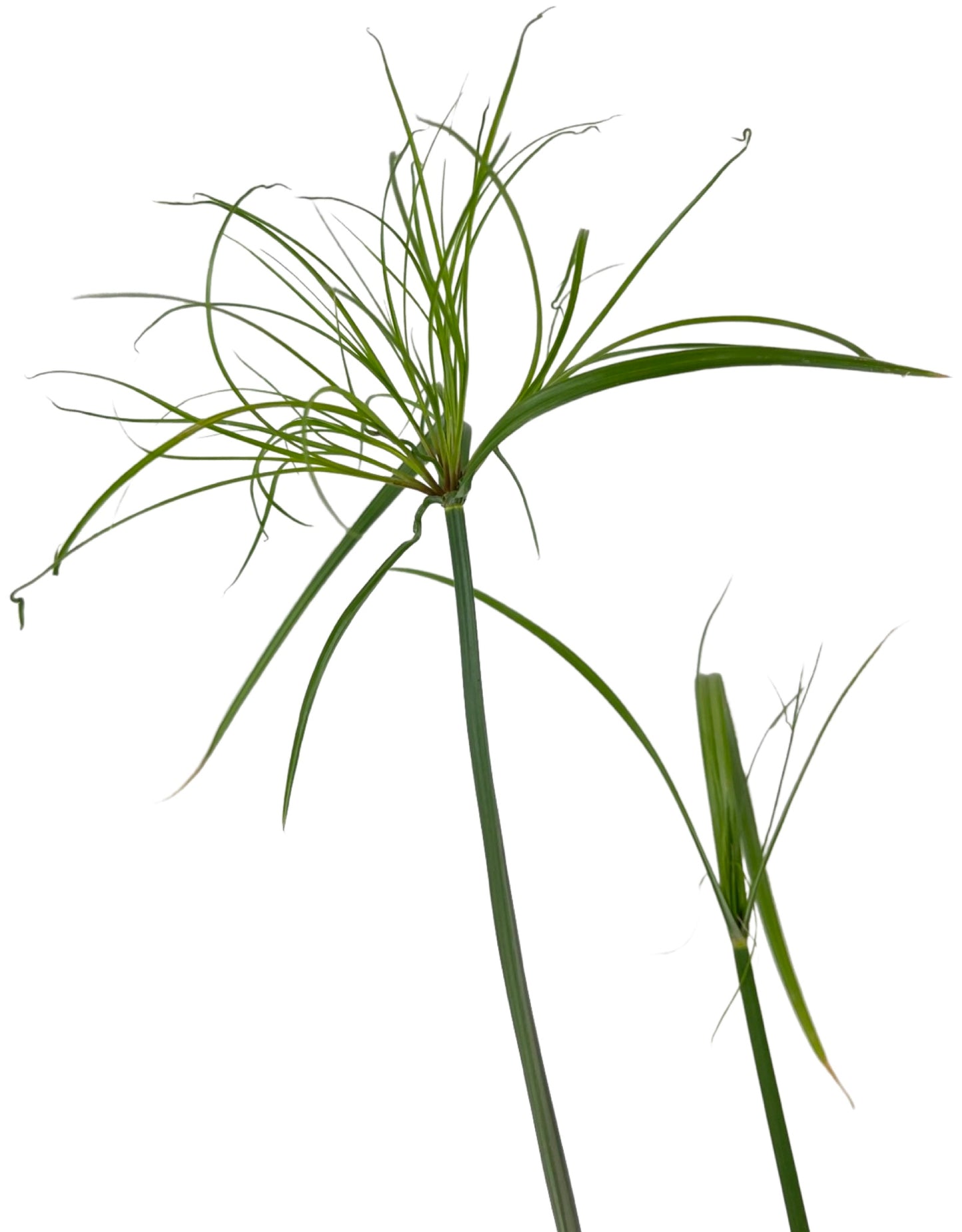 Cyperus papyrus 'King Tut' 1 Gallon