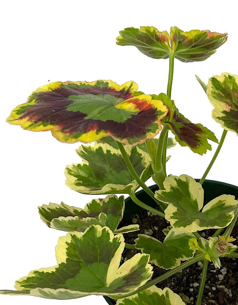 Geranium Fancy Leaf 'Mrs. Pollock'