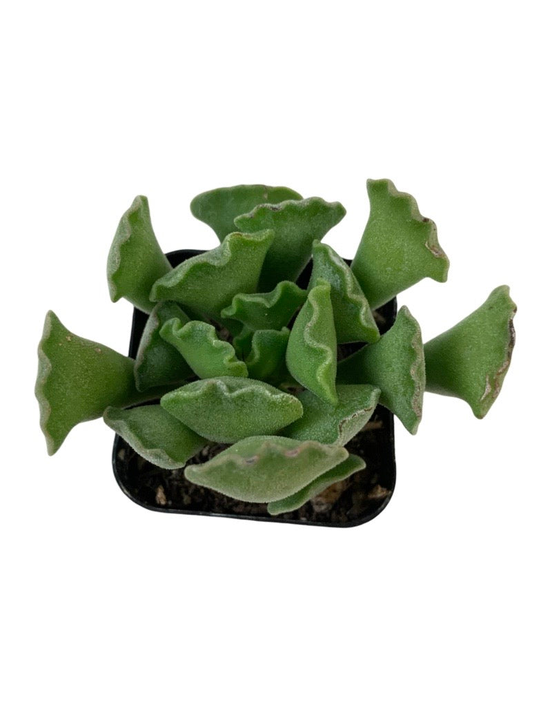 Adromischus cristatus