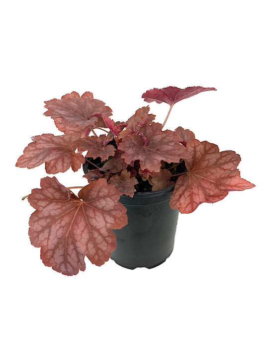 Heuchera  'Carnival Watermelon'