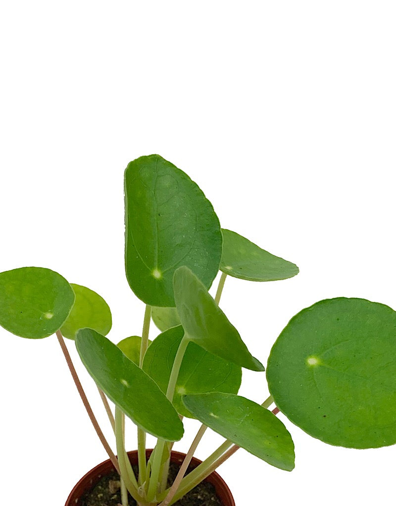 Pilea peperomioides  2 inch