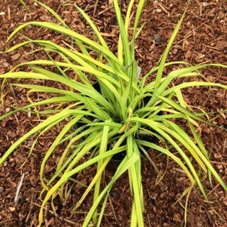 Carex 'Bowles Golden' 1 gal