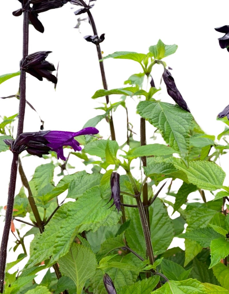 Salvia 'Amistad' 1 Gallon