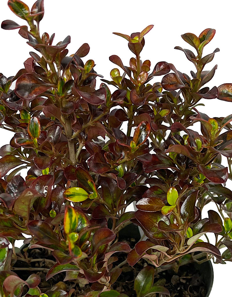 Coprosma 'Tequila Sunrise' 6 Inch