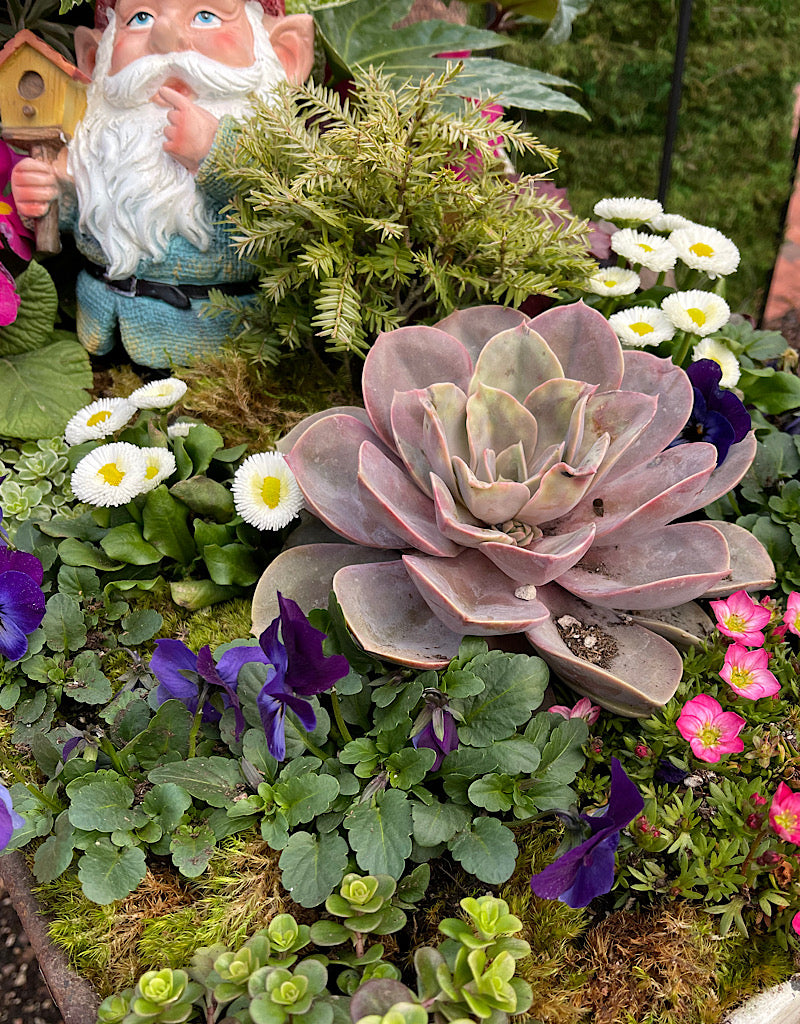 Saxifraga 'Alpino Early Magic Salmon' 4 Inch