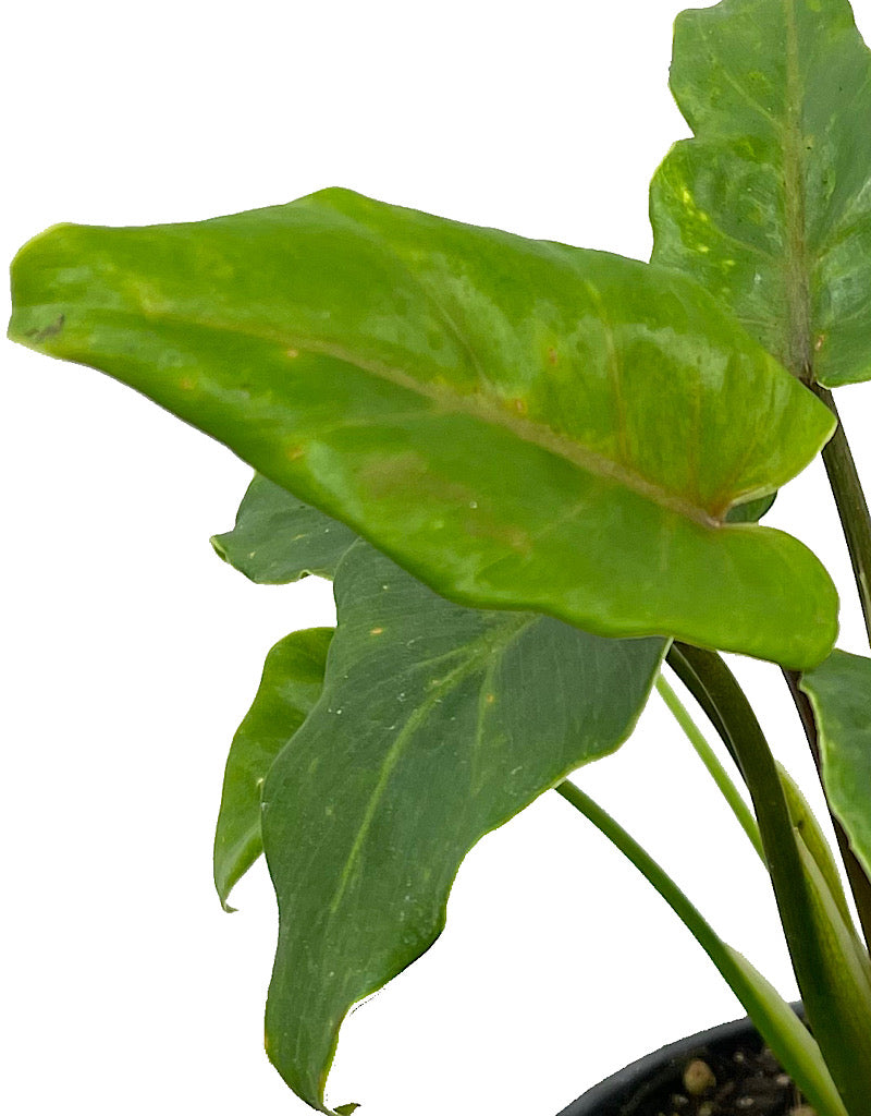 Philodendron 'Xanadu' Quart