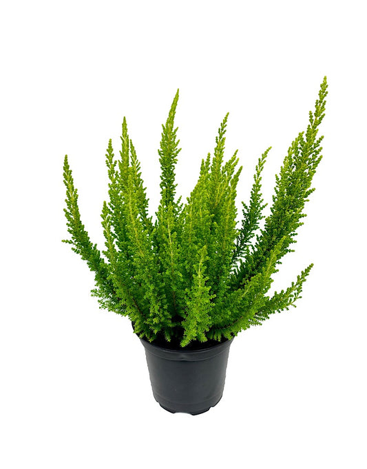 Calluna v. 'Barcelona'  4 inch