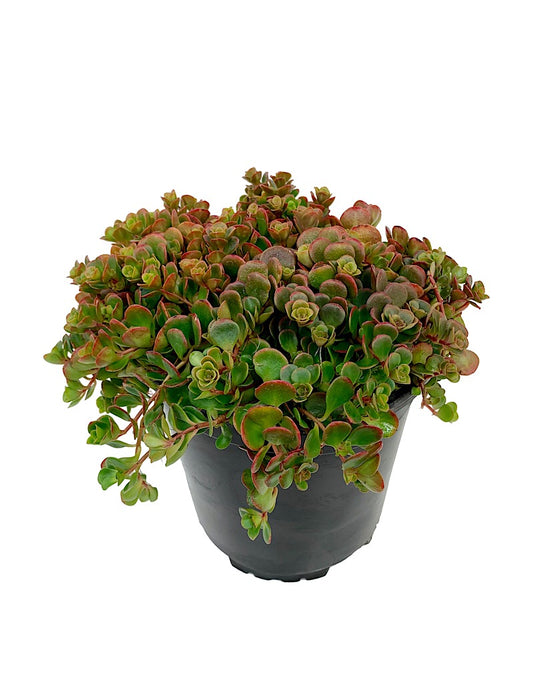 Sedum tetractinum 'Coral Reef'  1 gal