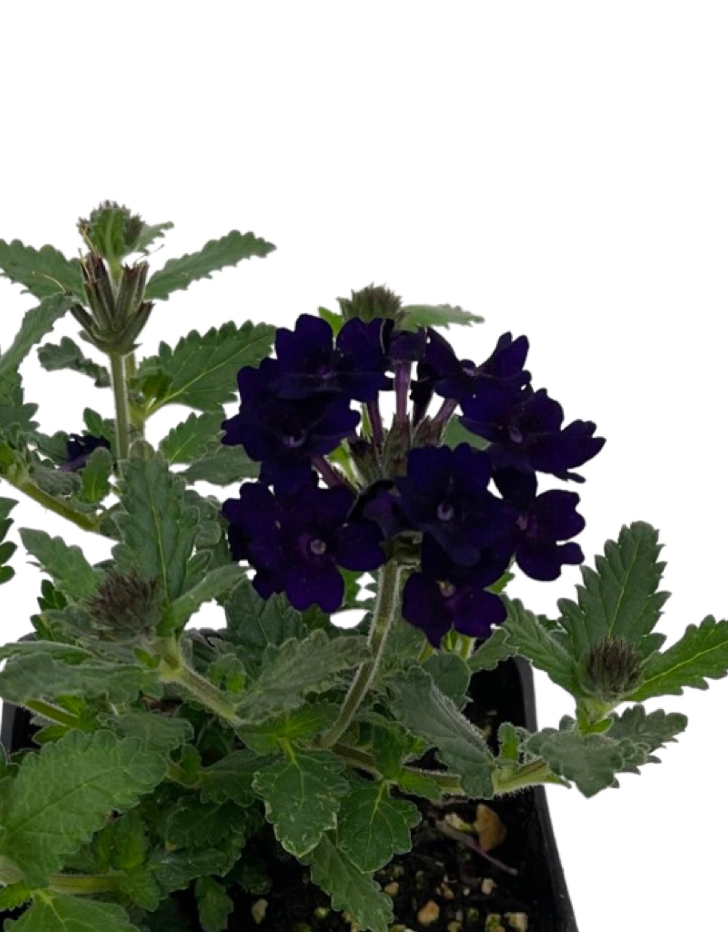 Verbena  €˜Lascar Black Velvet  4 Inch