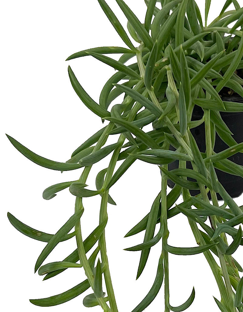 Senecio radicans 4 Inch