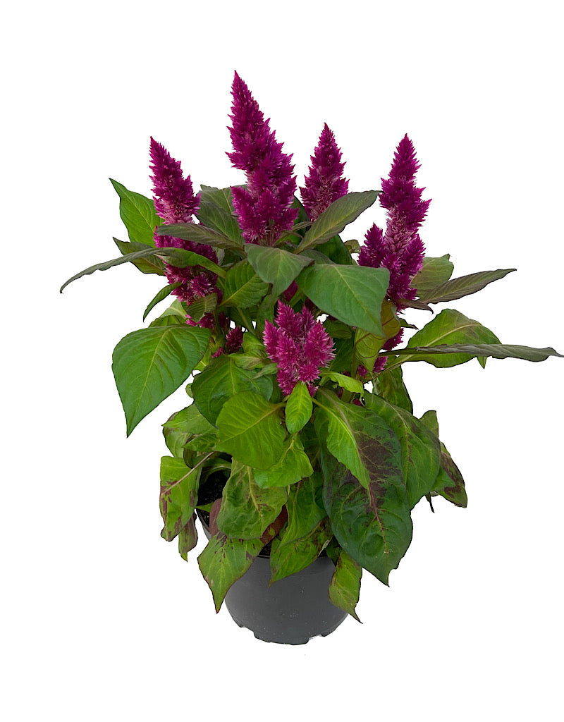 Celosia venezuela 6 Inch