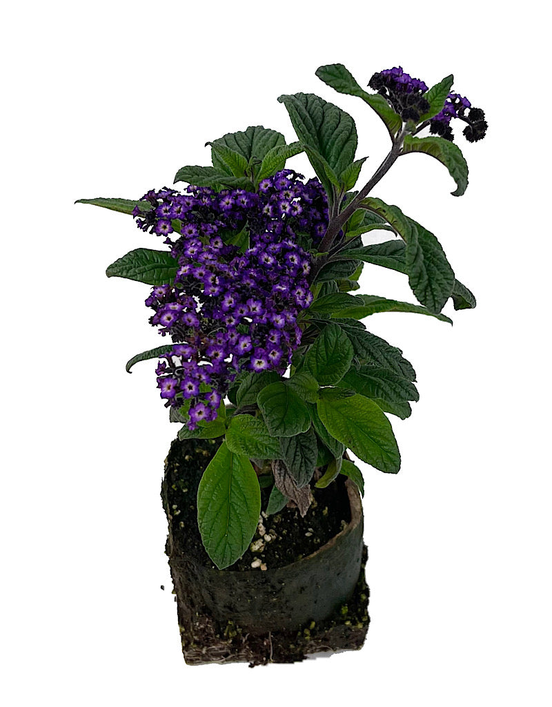 Heliotrope 'Fragrant Delight'