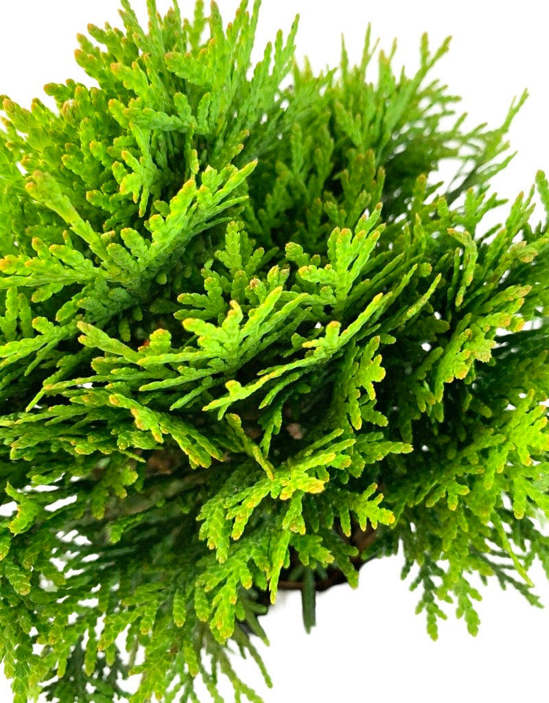 Thuja occidentalis 'Danica' Quart