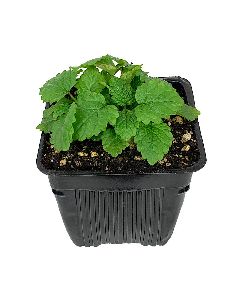 Lemon Balm 4 Inch