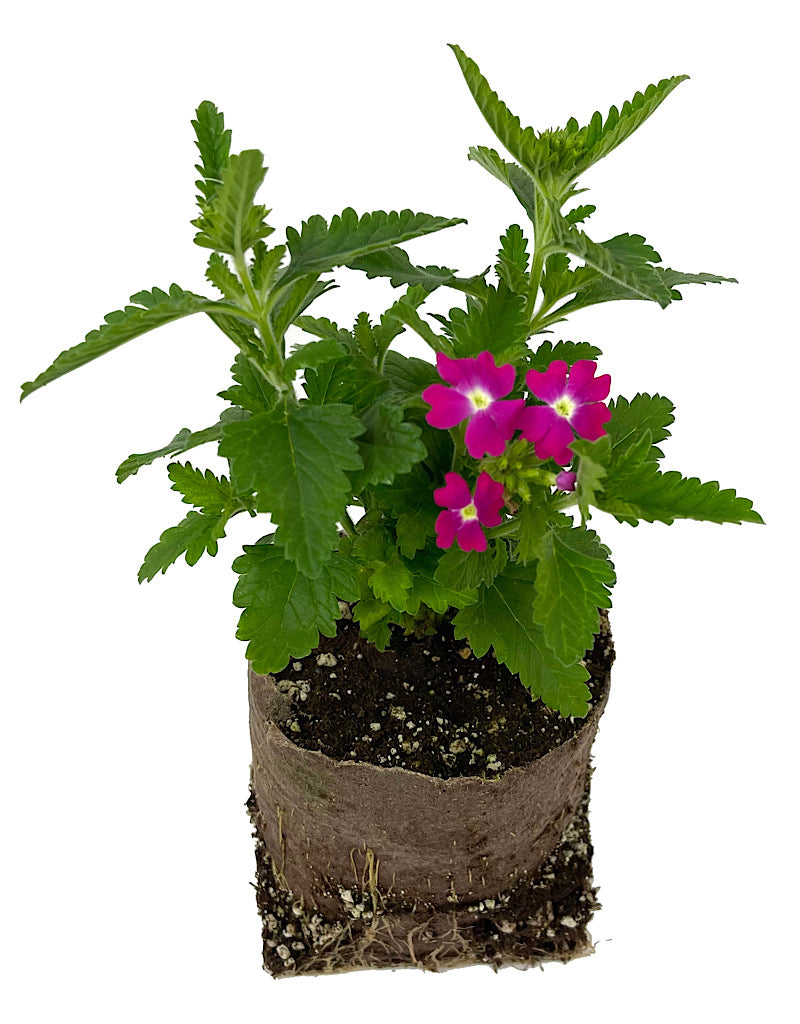 Verbena 'Lanai Upright Rose with Eye' 4 inch