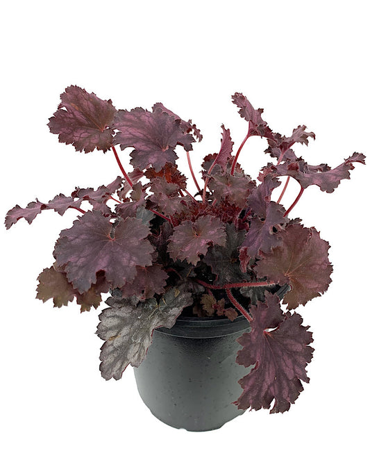 Heuchera 'Frost'