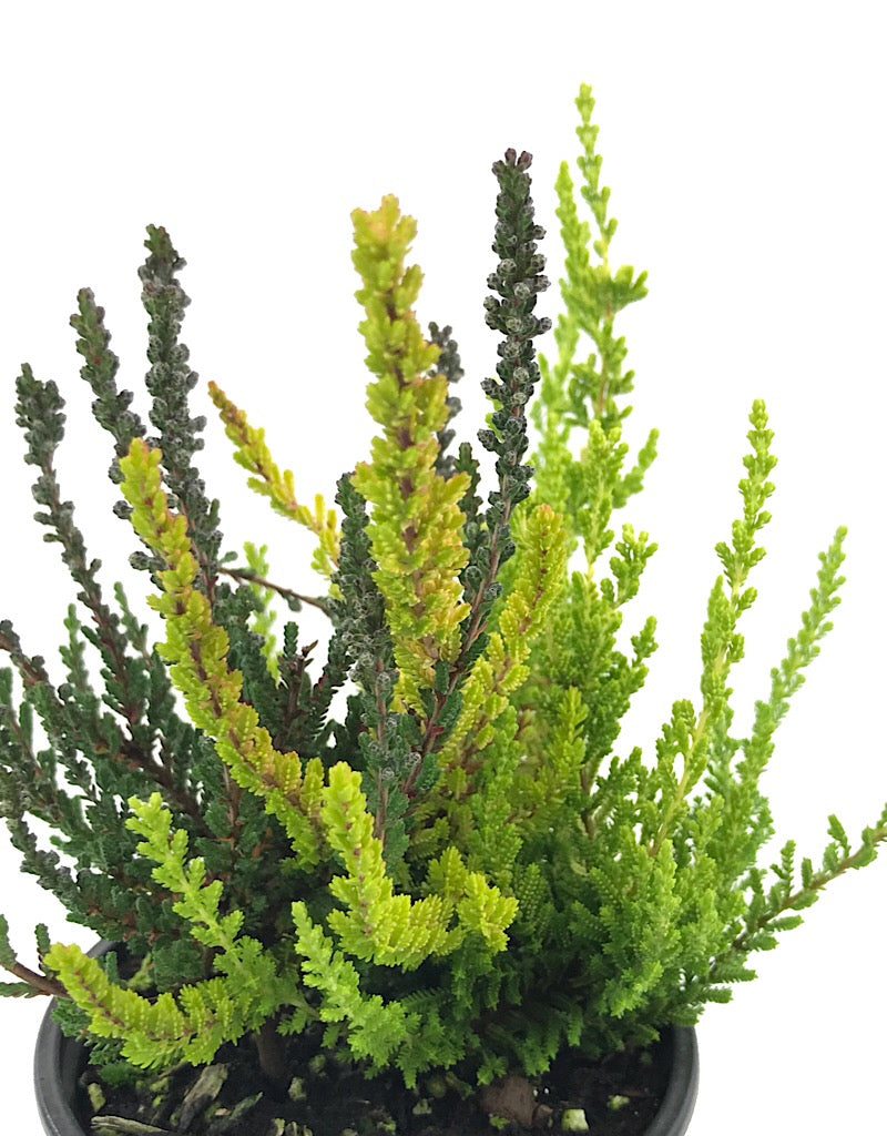 Calluna v. 'Zentastic'  4 inch