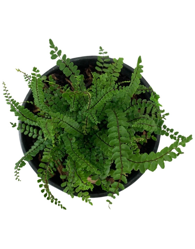 Asplenium trichomanes