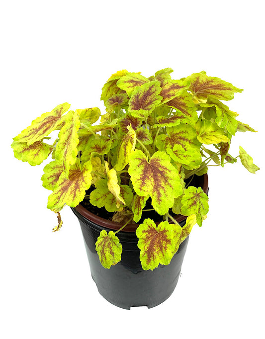 Heucherella 'Solar Eclipse' 1 Gallon