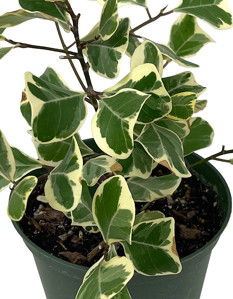 Ficus triangularis 'Variegated' 6 Inch