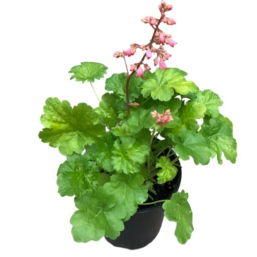 Heuchera 'Cutie Sweet Tart'- Quart