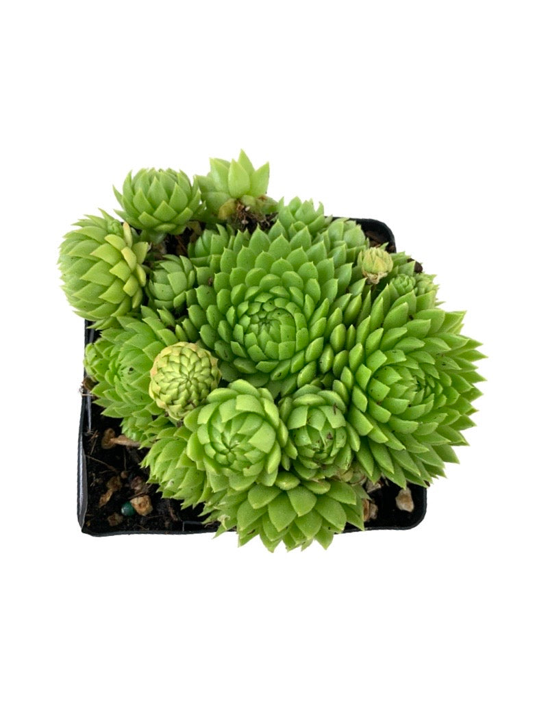 Sempervivum 'Chick Charms Key Lime Kiss'