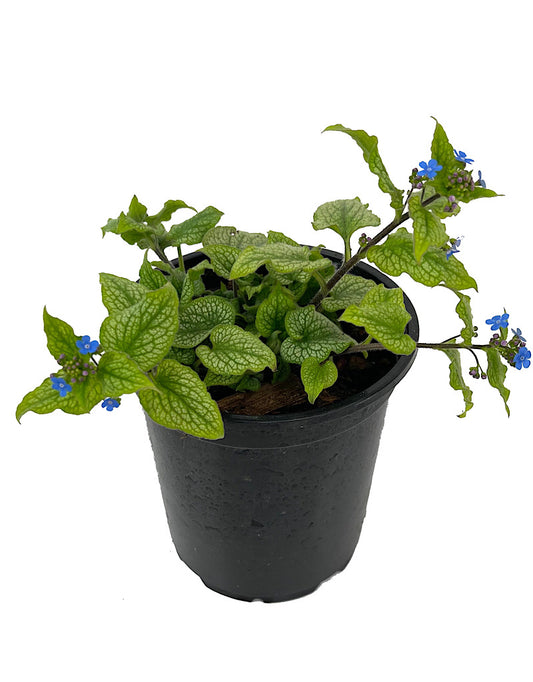 Brunnera macrophylla 'Jack Frost' Quart