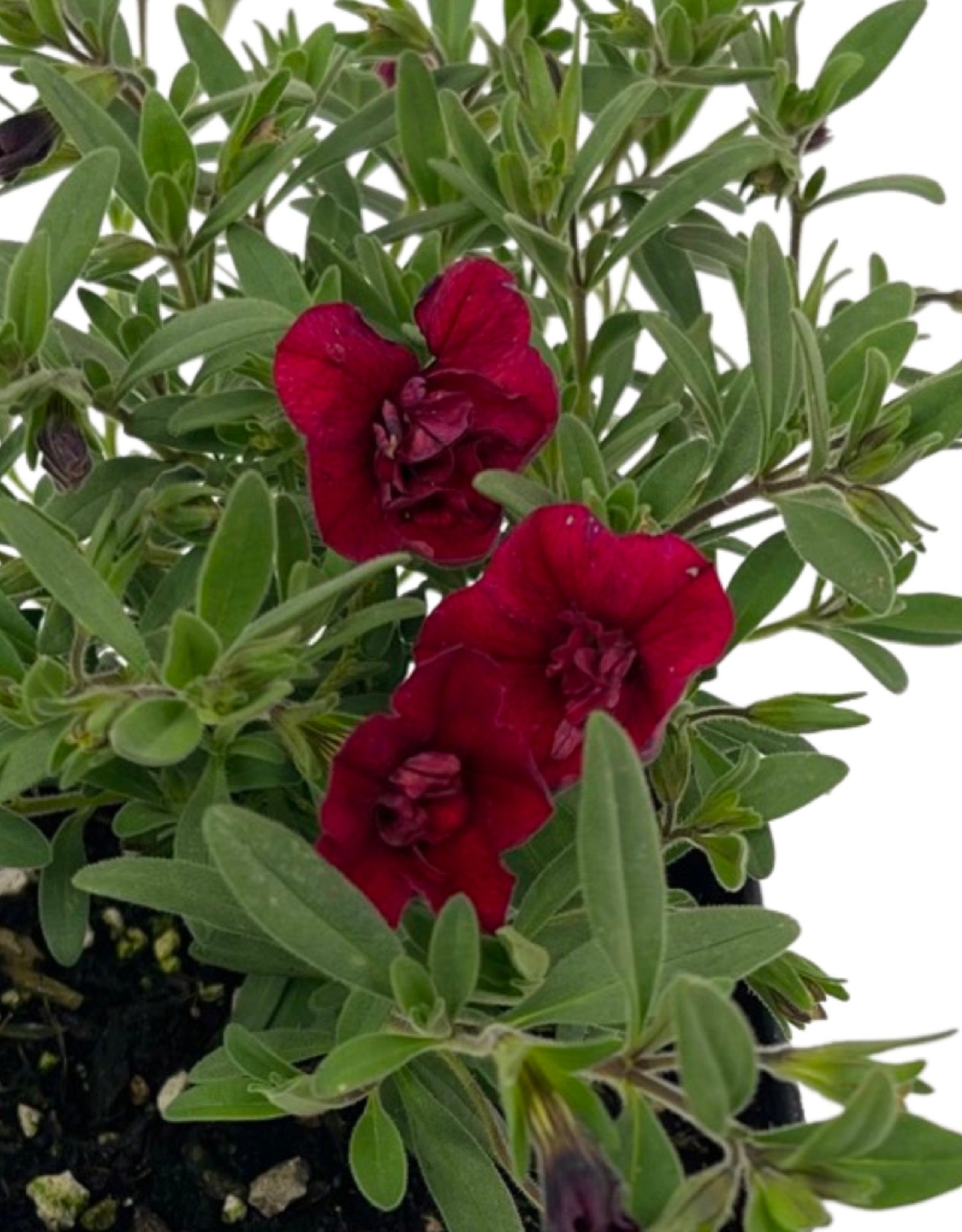 Calibrachoa 'Minifamous Double Red' 4 Inch