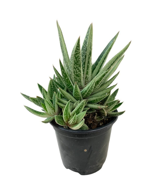 Aristaloe aristata Quart