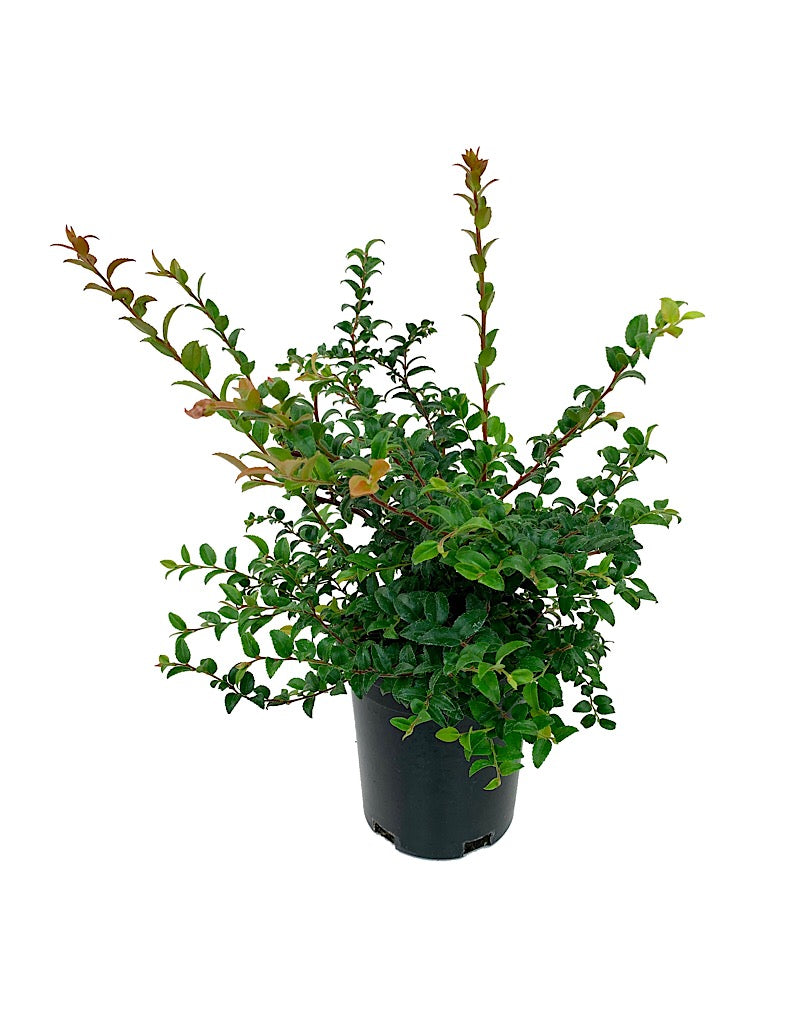 Vaccinium ovatum 1 Gallon