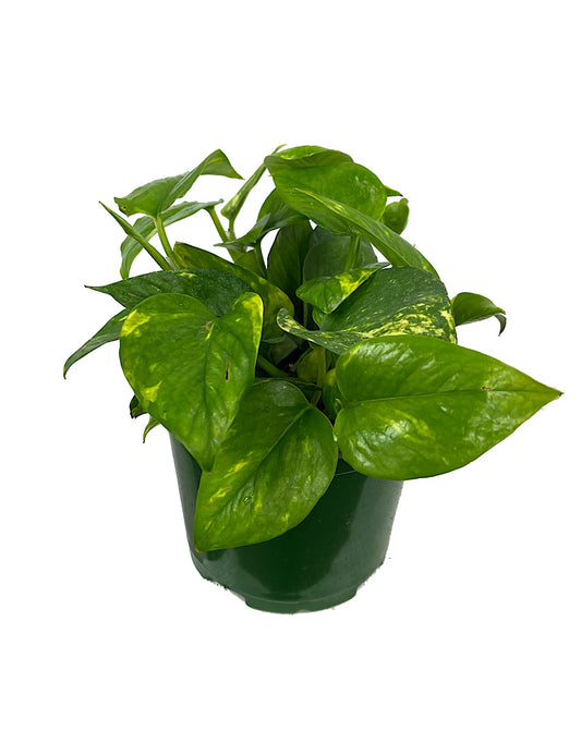 Pothos 'Golden' 6 Inch