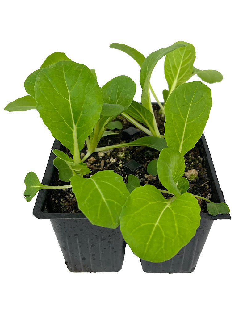 Specialty Greens 'Pak Choi Joi Choi' Jumbo Traypack