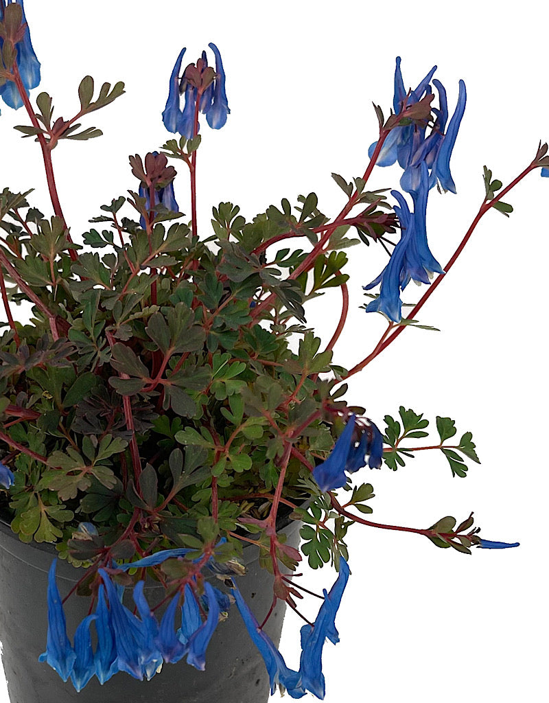 Corydalis 'Blue Heron' Quart