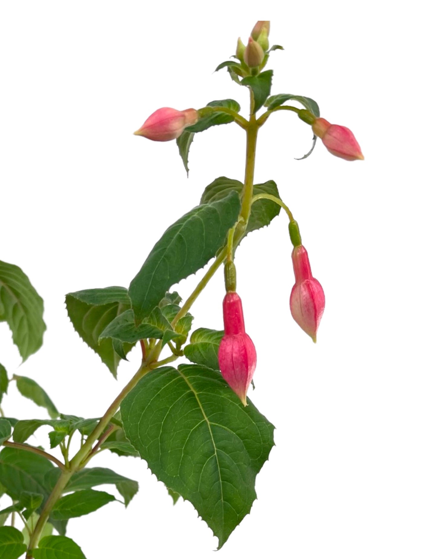 Fuchsia 'Yolanda Franck' 1 Gallon