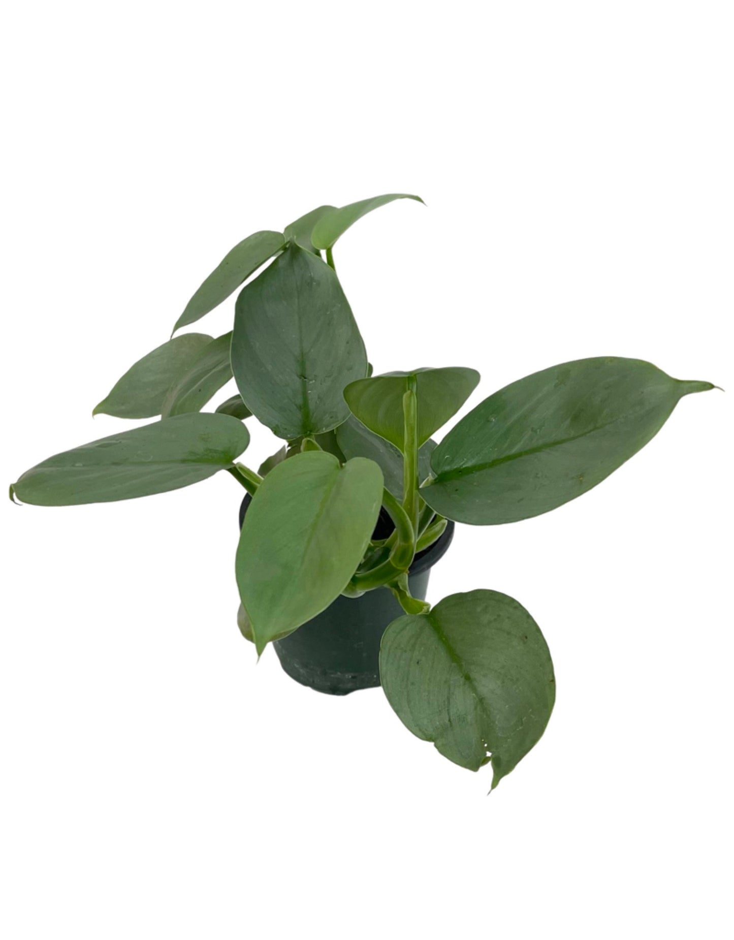 Philodendron hastatum  €˜Silver Sword  4 Inch