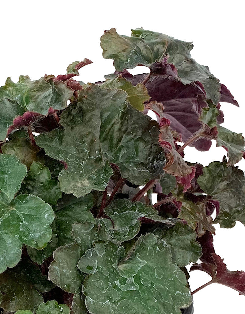 Heuchera 'Palace Purple' 1 Gallon