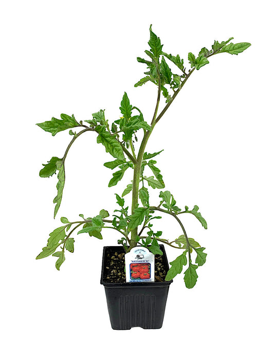 Tomato 'Moskvich' 4 Inch