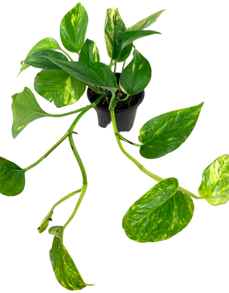 Epipremnum aureum 'Pothos' assorted Quart